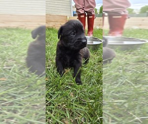 Boxer-Schnauzer (Giant) Mix Dog for Adoption in BERKELEY SPRINGS, West Virginia USA