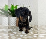 Small #1 Dachshund