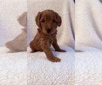 Small #1 Goldendoodle