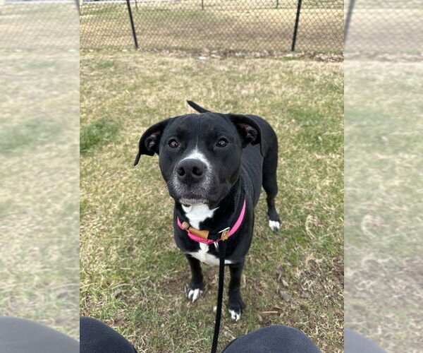 Medium Photo #1 Mutt Puppy For Sale in Evansville, IN, USA