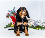 Small Photo #42 Cavalier King Charles Spaniel Puppy For Sale in WAKARUSA, IN, USA