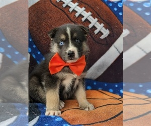Labrador Retriever-Sharberian Husky Mix Puppy for sale in LINCOLN UNIV, PA, USA