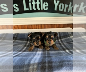 Yorkshire Terrier Puppy for sale in SUMRALL, MS, USA