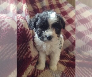 Bernedoodle (Miniature) Puppy for sale in PARKER, PA, USA