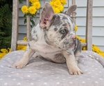 Small Photo #21 French Bulldog Puppy For Sale in GOSHEN, IN, USA