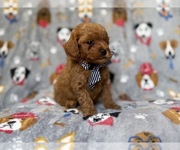 Medium Photo #3 Cavapoo (Miniature) Puppy For Sale in LAKELAND, FL, USA