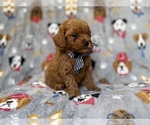 Small #2 Cavapoo (Miniature)