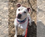 Small #3 American Pit Bull Terrier Mix