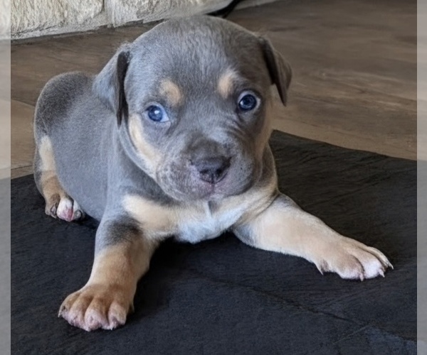 Medium Photo #2 American Bully Puppy For Sale in COPPERAS COVE, TX, USA