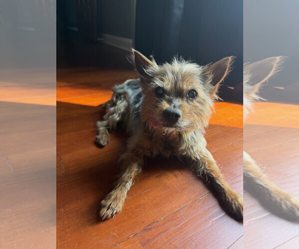 Medium Photo #4 Mutt Puppy For Sale in St. Louis Park, MN, USA