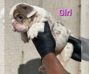 English Bulldog Puppy for sale in ANCHORAGE, AK, USA