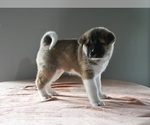 Small Photo #3 Akita Puppy For Sale in MILLERSBURG, OH, USA