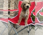 Small Photo #2 Goldendoodle Puppy For Sale in RICHMOND, IN, USA