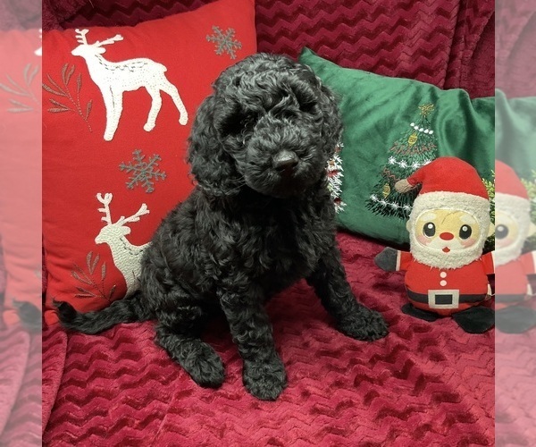 Medium Photo #3 Goldendoodle (Miniature) Puppy For Sale in BATTLE CREEK, MI, USA