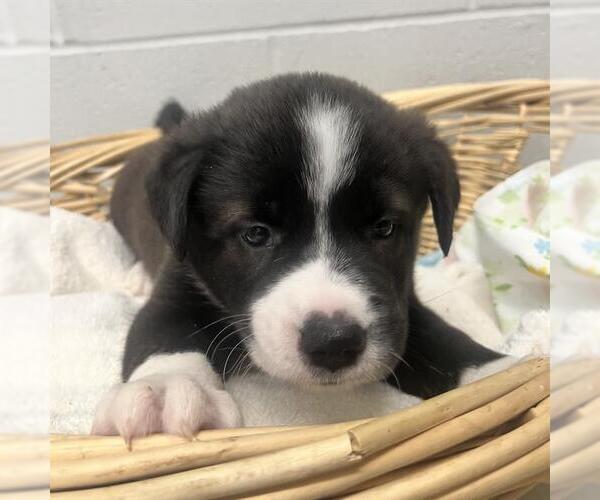 Medium Photo #1 Australian Kelpie-Unknown Mix Puppy For Sale in Rosenberg, TX, USA