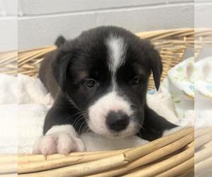 Australian Kelpie-Unknown Mix Dogs for adoption in Rosenberg, TX, USA