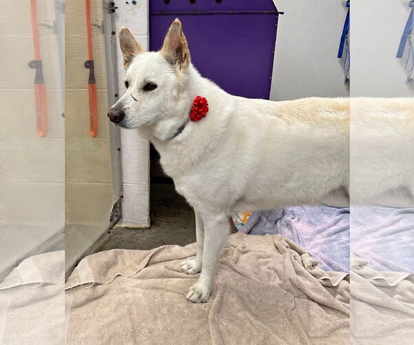 Medium Photo #7 German Shepherd Dog Puppy For Sale in Lewistown, PA, USA