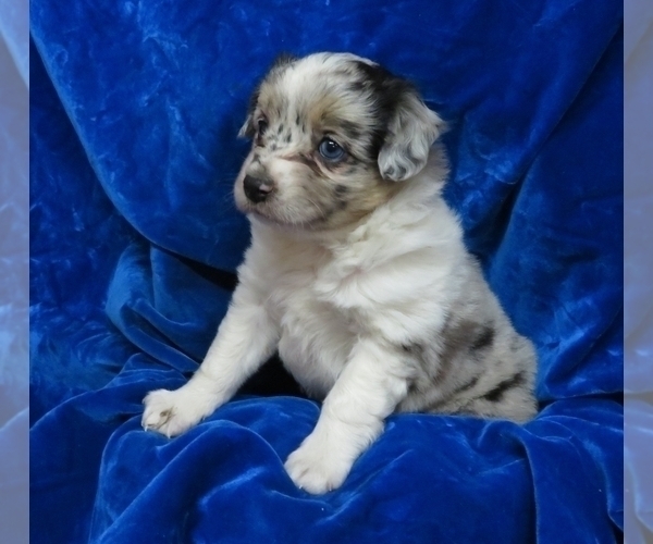 Medium Photo #5 Miniature Australian Shepherd Puppy For Sale in NORWOOD, MO, USA