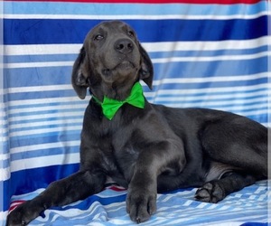 Labrador Retriever Puppy for sale in LANCASTER, PA, USA