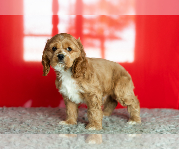 Medium Photo #33 Cocker Spaniel Puppy For Sale in NAPPANEE, IN, USA