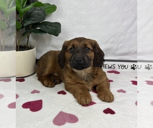 Dachshund Puppy for sale in FRANKLIN, IN, USA