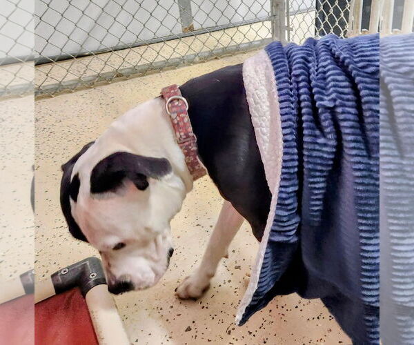 Medium Photo #38 American Pit Bull Terrier-Unknown Mix Puppy For Sale in Fargo, ND, USA