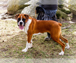 Small #3 Boxer
