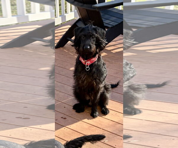 Medium Photo #1 Miniature Labradoodle Puppy For Sale in Hillsboro, MO, USA