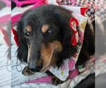 Small #2 Dachshund