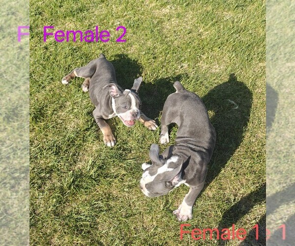 Medium Photo #4 English Bulldogge Puppy For Sale in TOOELE, UT, USA