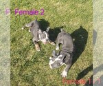 Small #3 English Bulldogge
