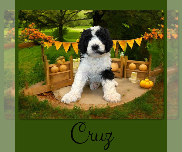 Medium Photo #5 Bernedoodle Puppy For Sale in MENIFEE, CA, USA