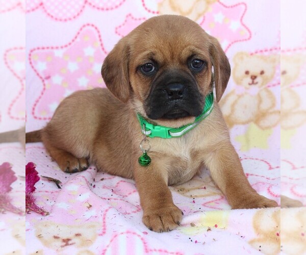 Medium Photo #5 Puggle Puppy For Sale in CHARLOTT HALL, MD, USA