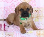 Small Photo #5 Puggle Puppy For Sale in CHARLOTT HALL, MD, USA