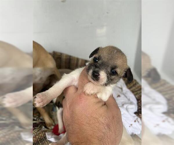 Medium Photo #1 Chihuahua-Unknown Mix Puppy For Sale in Houston, TX, USA