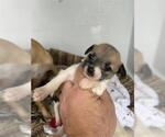 Small Chihuahua Mix