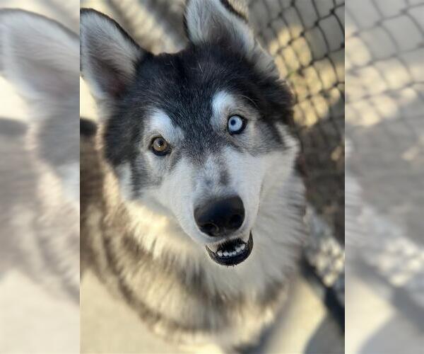 Medium Photo #2 Siberian Husky-Unknown Mix Puppy For Sale in Elk Grove, CA, USA