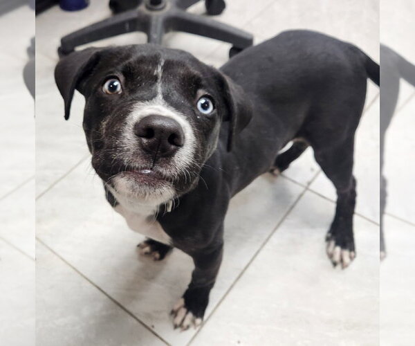 Medium Photo #1 Mutt Puppy For Sale in Walnutport, PA, USA