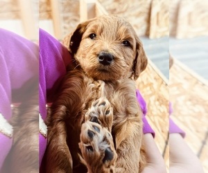 Goldendoodle Puppy for sale in CENTRAL SQUARE, NY, USA