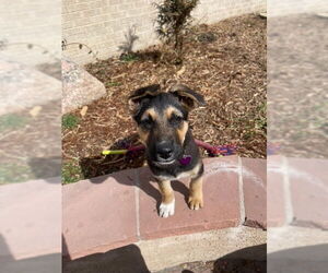 German Shepherd Dog-Unknown Mix Dogs for adoption in Aurora, CO, USA