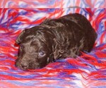 Image preview for Ad Listing. Nickname: brown