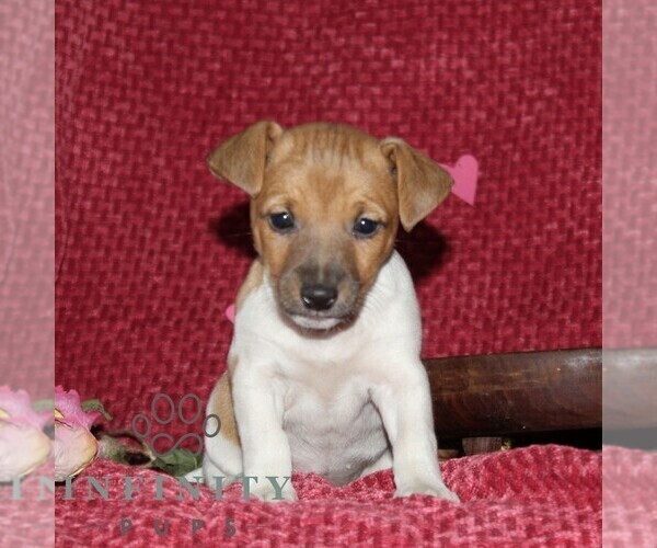 Medium Photo #1 Jack Russell Terrier Puppy For Sale in KIRKWOOD, PA, USA