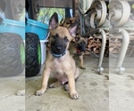 Small Photo #8 Belgian Malinois Puppy For Sale in BARTLESVILLE, OK, USA