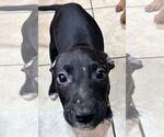 Small #2 American Staffordshire Terrier-Catahoula Leopard Dog Mix