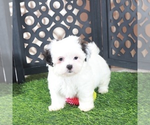 Zuchon Puppy for Sale in MOUNT VERNON, Ohio USA