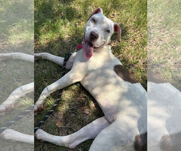 Medium Photo #3 American Pit Bull Terrier Puppy For Sale in Alexandria, VA, USA