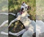 Small #2 American Pit Bull Terrier