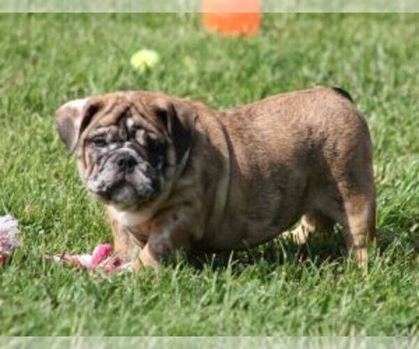 Medium Photo #2 Bulldog Puppy For Sale in MARSHFIELD, MO, USA
