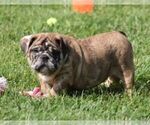 Small #1 Bulldog