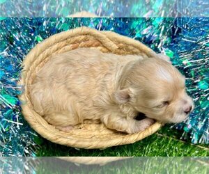 Maltipoo (Miniature) Puppy for sale in LEXINGTON, KY, USA